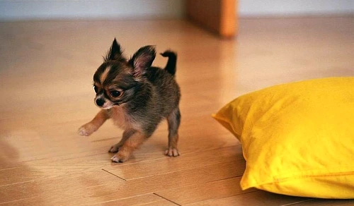 Chihuahua jpeg