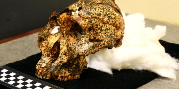 Craniu al unui stramos uman descoperit in Africa de Sud foto via La Trobe University