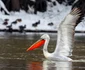 Primăvara în Dobrogea - Delta Dunării Sursa foto Facebook Daniel Petrescu