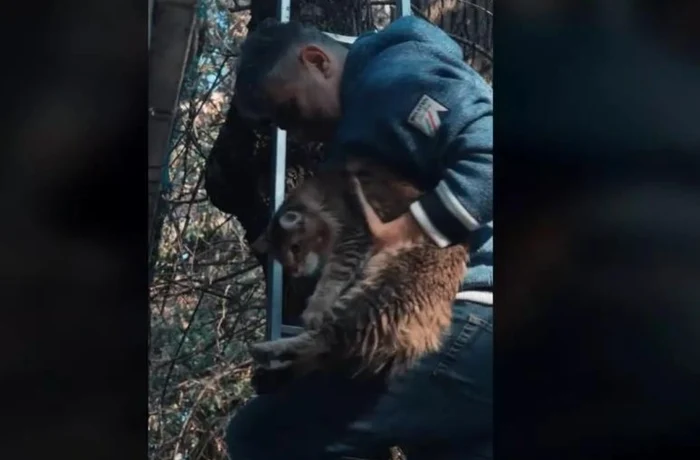 Hanoracul purtat de Marcel Ciolacu în timp ce salva pisica. Foto: captură video