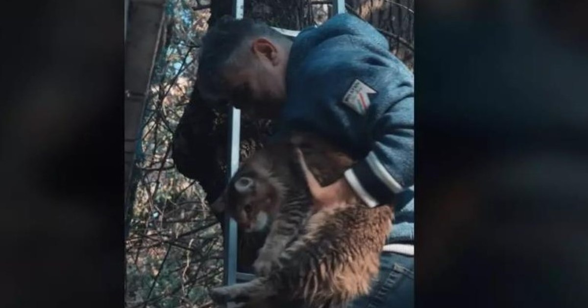 Imaginile cu Marcel Ciolacu salvându-şi pisica dintr-un copac au devenit virale pe TikTok. „Pe noi când ne salvaţi?”