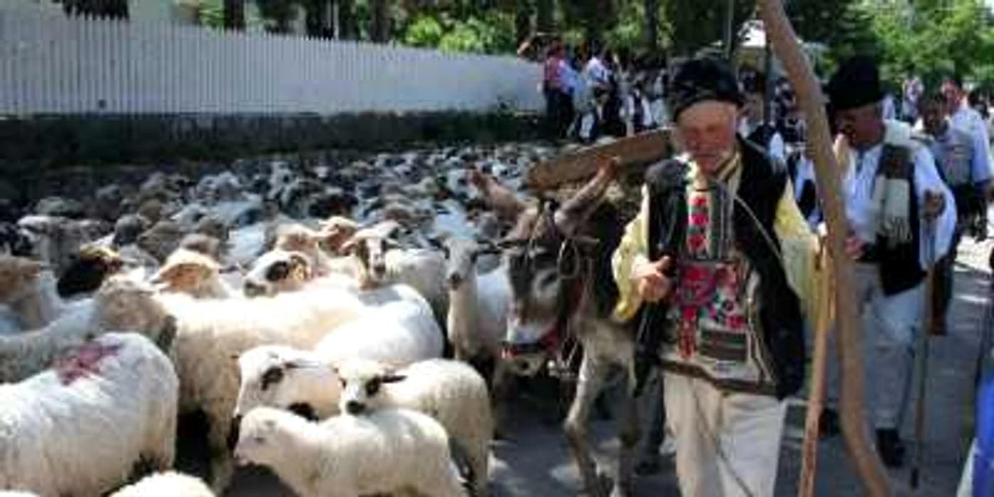 Oile satului sunt duse la munte pe perioada verii Foto: Ştefan Borcea
