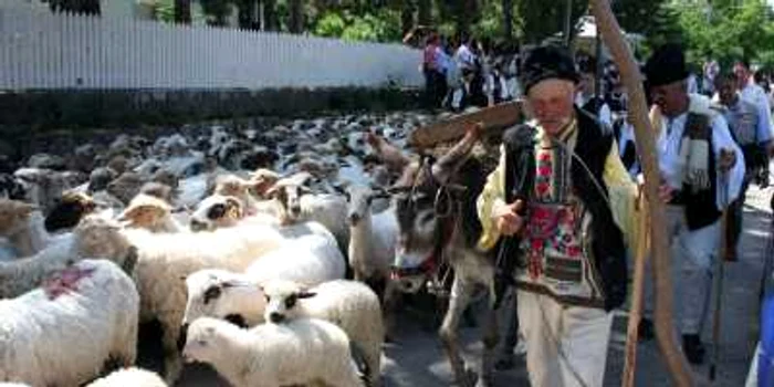 Oile satului sunt duse la munte pe perioada verii Foto: Ştefan Borcea