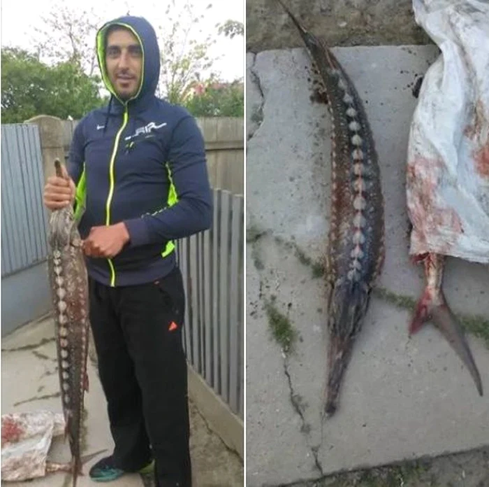 Fiul primarului din Grindu Tulcea Delta Dunării cu sturion braconat Sursa foto Facebook