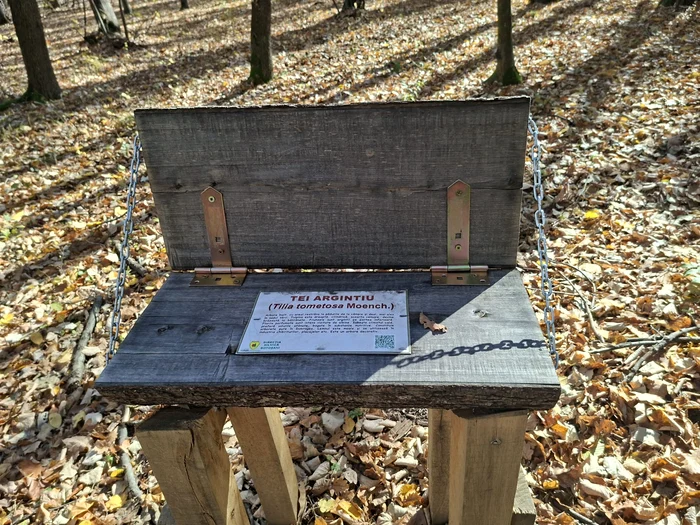 Amenajări pentru învățarea tipului de arbore FOTO Cosmin Zamfirache