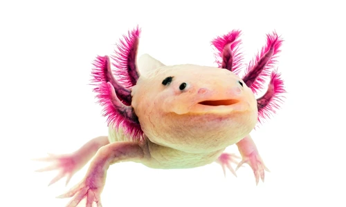 1 75109 original jpg jpeg