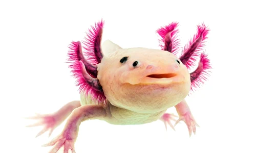 1 75109 original jpg jpeg