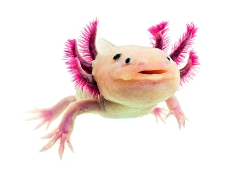 1 75109 original jpg jpeg