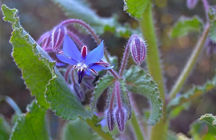 
    Infuzia de Limba mielului combate procesul de deshidratare a pielii, degradarea unghiilor și a podoabei capilareFoto: pixabay.com  