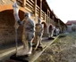 Orăștie, cetatea medievală și centrul istoric Foto Daniel Guță ADEVĂRUL (80) JPG