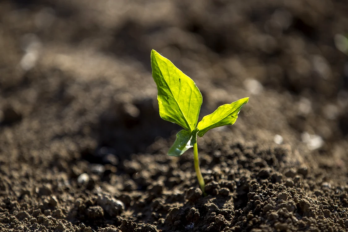 Agricultură / foto: Pixabay 