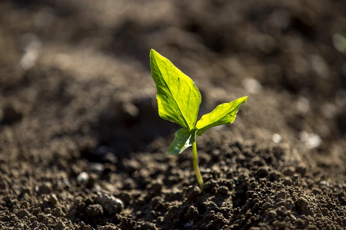 Agricultură / foto: Pixabay 