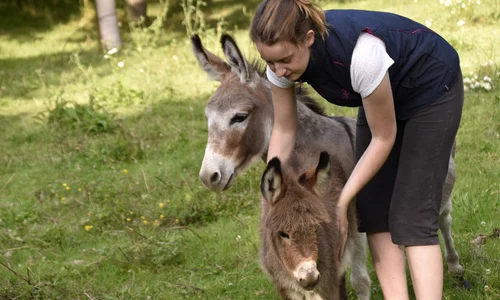 girl and donkey 4340523 1920 jpeg