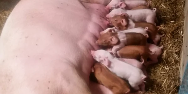porci scroafa cu porci