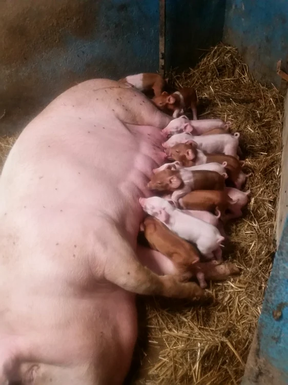 ANSVSA a lansat în dezbatere un proiect care vizează Legea porcului FOTO Arhivă