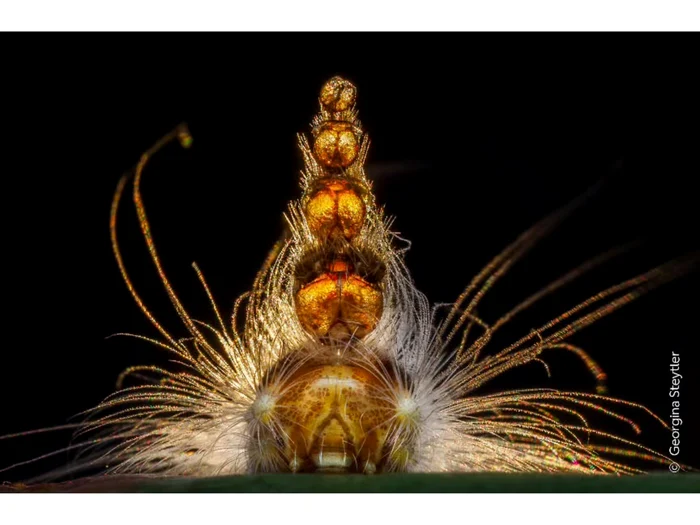 „Mad Hatterpillar”/FOTO: Instagram @georgina steytler