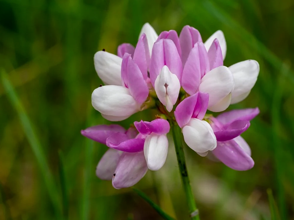 
    Cercetătorii spun că rădăcina de astragalus este un adevărat fenomen medicalfoto: pixabay.com  