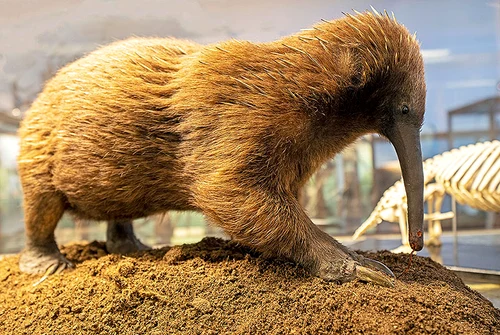 Echidna cu Cioc Lung. FOTO earth.com