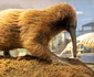 Echidna cu Cioc Lung. FOTO earth.com