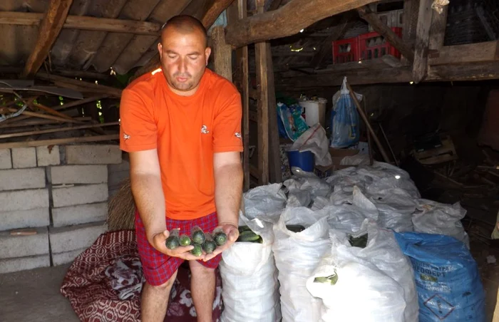 Un fermier din Branişte care spune că nu are unde să vândă castraveţii FOTO Corina Macavei