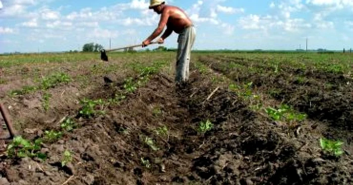 Târgu-Jiu: Agricultorii vor încasa mai repede subvenţiile