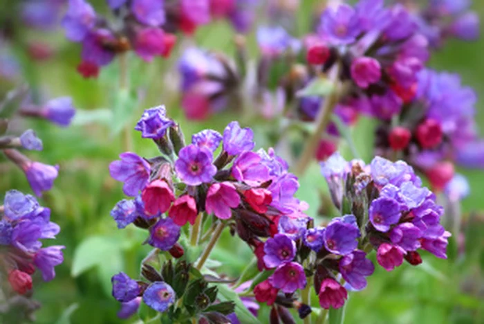 Durerile şi sângerările cauzate de hemoroizi sunt diminuate cu băi de şezut cu decoct de tătăneasă.www.clicksanatate.ro