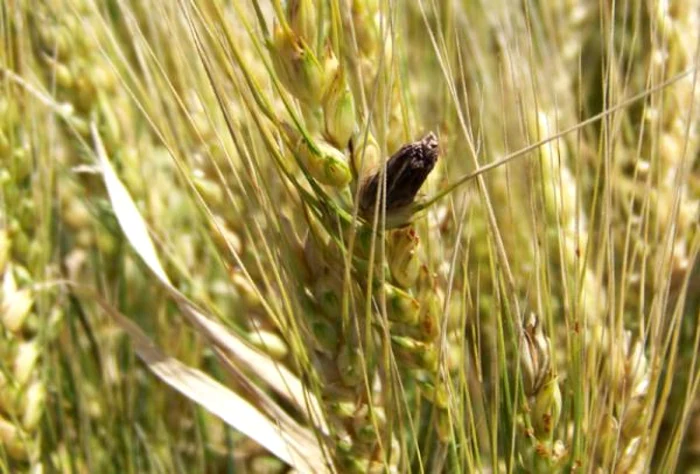 Cornul secarei a provocat zeci de mii de morţi în Evul Mediu Foto: agrofinanciar.ro