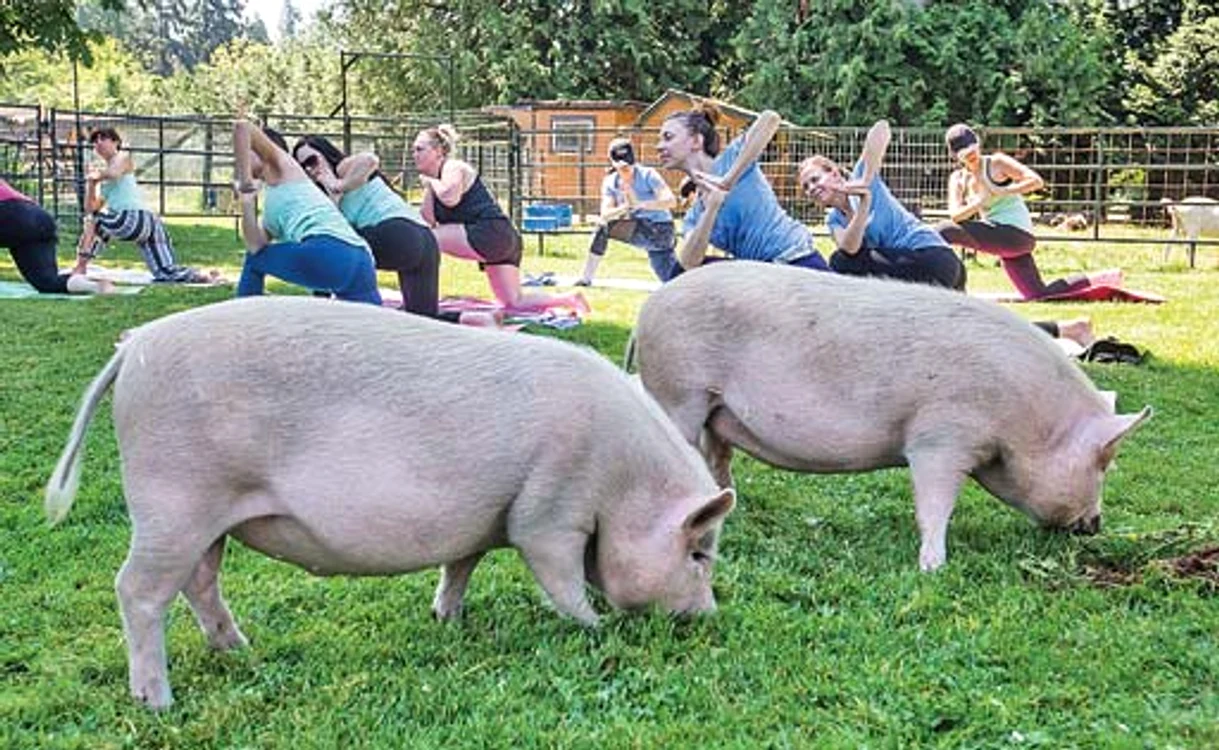 
    Grohăitul porcilor  îi linişteşte pe yoghiniFoto: Hepta  