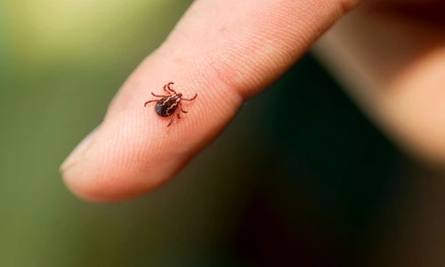 1 75334 original jpg jpeg