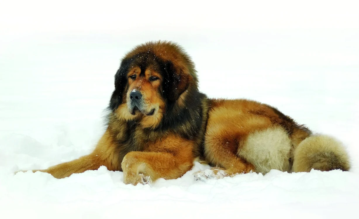 caine mastif tibetan 7079111 l jpg jpeg