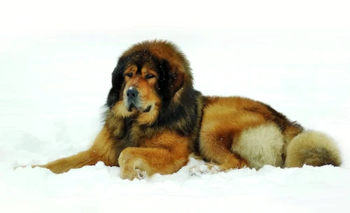 caine mastif tibetan 7079111 l jpg jpeg