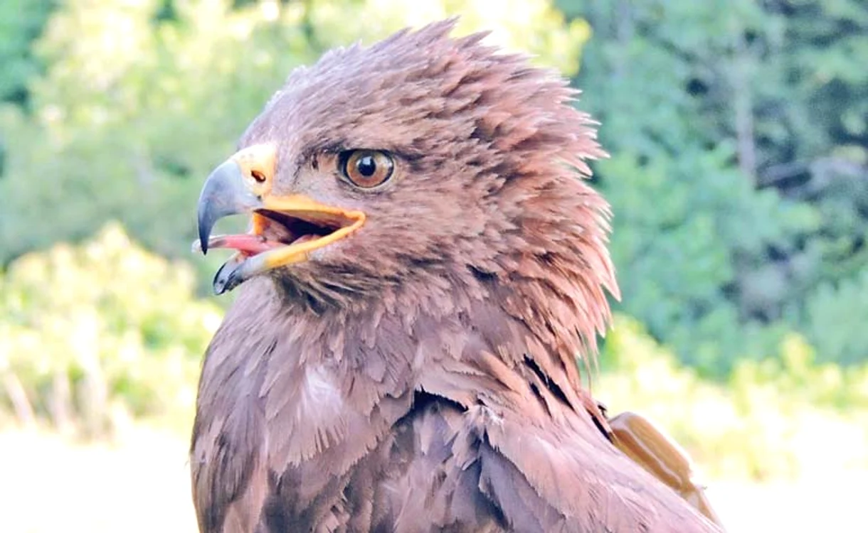 Cea mai îndrăgită înaripată din România are de străbătut 12.500 de kilometri până la cuibul eiFoto: SOR - Sebastian Bugariu