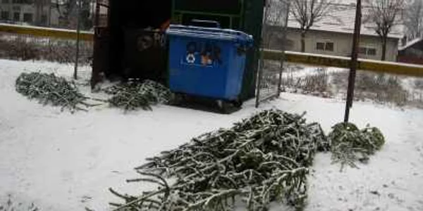 Pomii nevânduţi au fost aruncaţi pe trotuar lângă tomberon