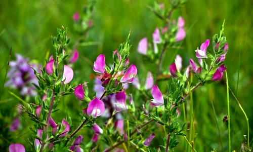 1 79574 original jpg jpeg