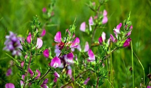 1 79574 original jpg jpeg