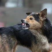 Câini maidanezi agresivi la Constanţa