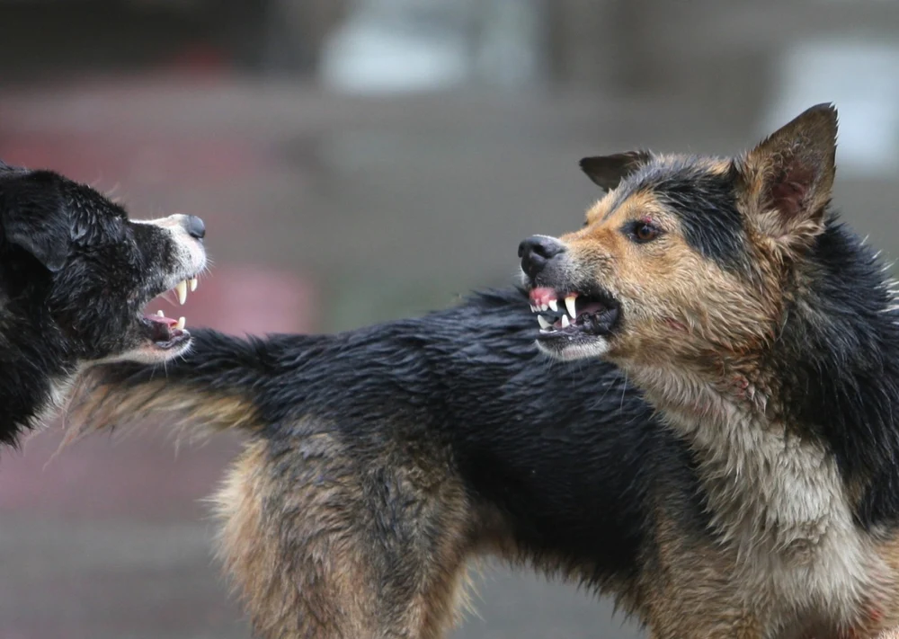 Moarte cumplită pentru o bătrână de 82 de ani, sfâşiată de vie de câini, într-un sat din Vaslui. Mâna dreaptă i-a fost mâncată până la os