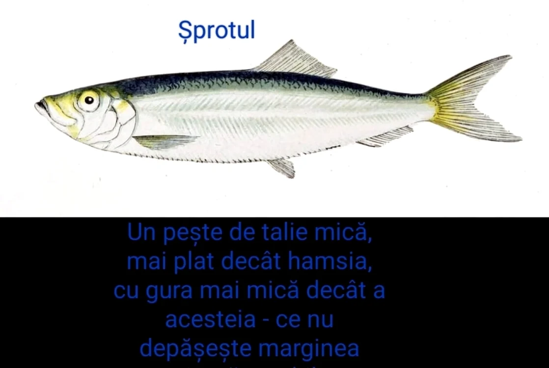 Sprot foto Adrian bilba
