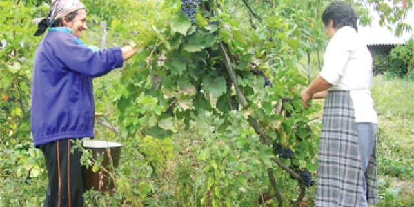 Recolta de struguri, cea mai bună din ultimii 5 ani