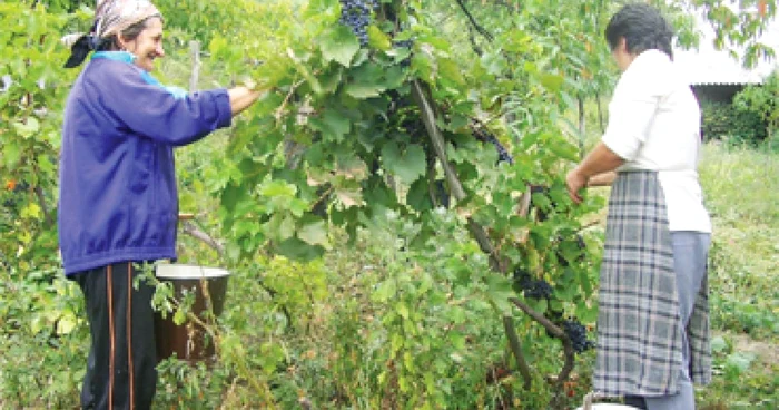 Recolta de struguri, cea mai bună din ultimii 5 ani