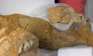 Fragmente de oase aparținând unui mamut, descoperite în Buzău, în 2023. FOTO sansanews.ro
