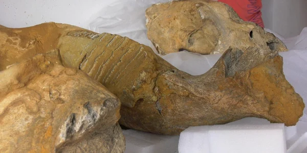 Fragmente de oase aparținând unui mamut, descoperite în Buzău, în 2023. FOTO sansanews.ro
