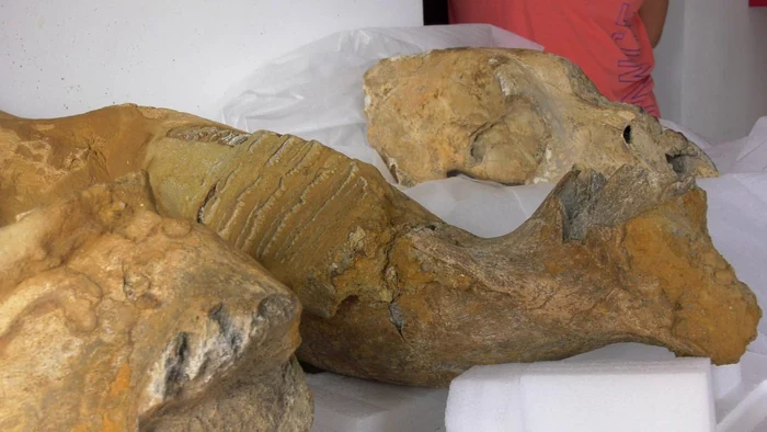 Fragmente de oase aparținând unui mamut, descoperite în Buzău, în 2023. FOTO sansanews.ro