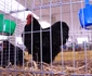 Cocoșul campion de la Margina FOTO arhivă personală
