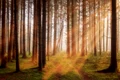 forest 3448818 1280 jpg