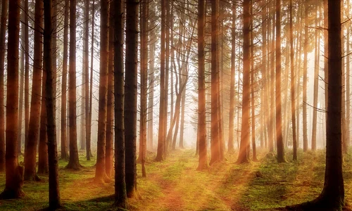 forest 3448818 1280 jpg