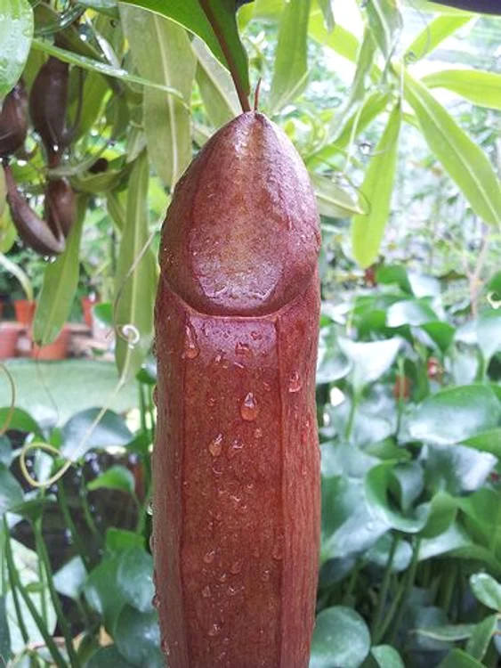 
    Atunci când văd "planta falus", femeile au reacţii care de care mai ciudate  