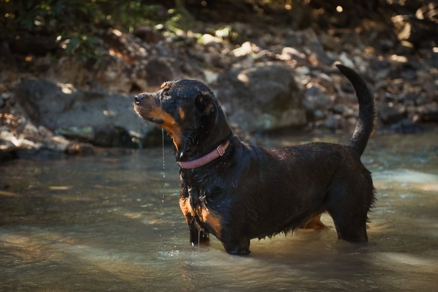 Un rottweiler pierdut de stăpân a provocat panică într-un oraș. Animalul a atacat un copil de opt ani