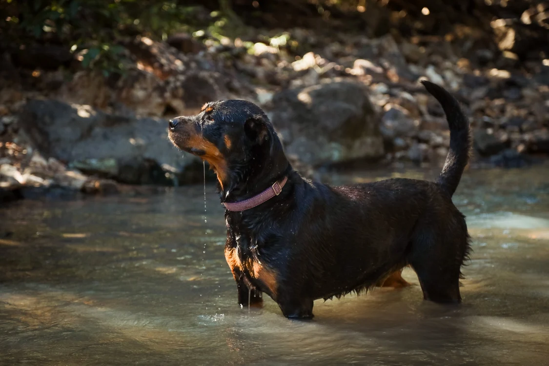 Rottweiler. Foto: Freepik.com
