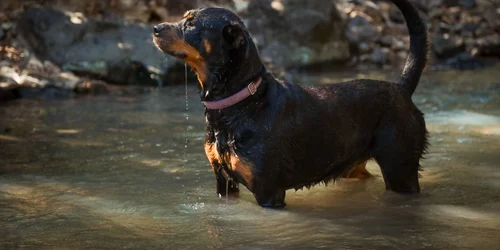 Rotweiller Foto Freepik com jpg